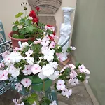 Irida * Potos